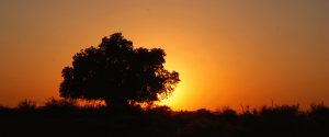 Sun dying behind a Mashatu tree
